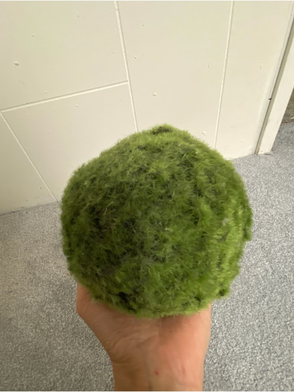 Decorative Moss Ball Green -